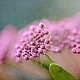 pink II pink II