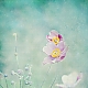 flowerdream ... flowerdream ...