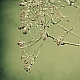 Raindrops ... Raindrops ...
