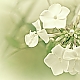 white & green .... white & green ....