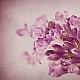 Lay Lavender Lay Lavender