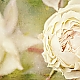 white rose white rose