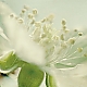 Beerenblüte Beerenblüte