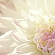 dahlia