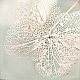 autumndream