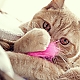 my cat