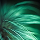 autumn-green autumn-green