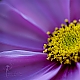 Cosmea Cosmea