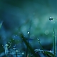 drops drops