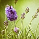 Lavendulae Lavendulae