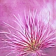 pink pink