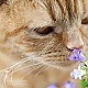 Blumenduft Blumenduft