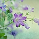 Glockenblume ... Glockenblume ...