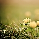 Springdream ... Springdream ...