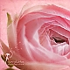 Ranunculus ... Ranunculus ...