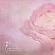 Ranunculus II ... Ranunculus II ...