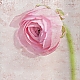 Ranunculus III ... Ranunculus III ...