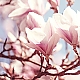 Magnolien Magnolien