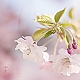 Kirschblüten Kirschblüten