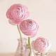 Ranunculus Ranunculus