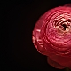 Ranunculus Ranunculus