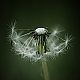Pusteblume ... Pusteblume ...