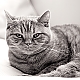My little cat ... My little cat ...