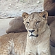 Lion Lion