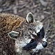 Waschbär Waschbär