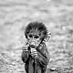 Little Monkey Little Monkey