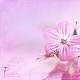 pink pink