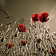 Mohn Mohn