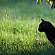 Black Cat