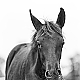 Horse Horse