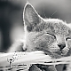 Russisch Blau Kitten Russisch Blau Kitten