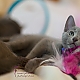 Russisch Blau Kitten II Russisch Blau Kitten II