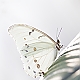 Butterfly Butterfly