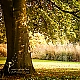 autumn autumn