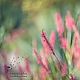 Pink im Herbst Pink im Herbst