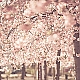 Kirschblüten Kirschblüten