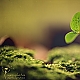 autumn-green autumn-green