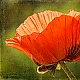Mohn