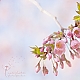 Kirschblüten Kirschblüten