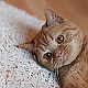 Komm kuscheln Komm kuscheln