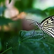 Schmetterling - Butterfly