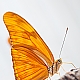 Schmetterling - Butterfly II