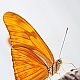 Schmetterling - Butterfly II Schmetterling - Butterfly II