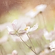 Vintage-Anemone Vintage-Anemone
