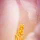 Blütenstempel Blütenstempel
