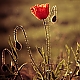 Mohn Abendstimmung